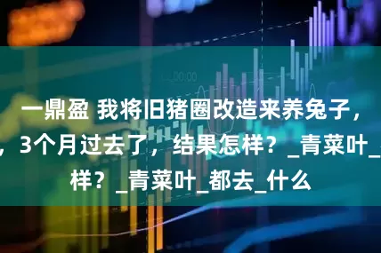 一鼎盈 我将旧猪圈改造来养兔子，养了10只，3个月过去了，结果怎样？_青菜叶_都去_什么